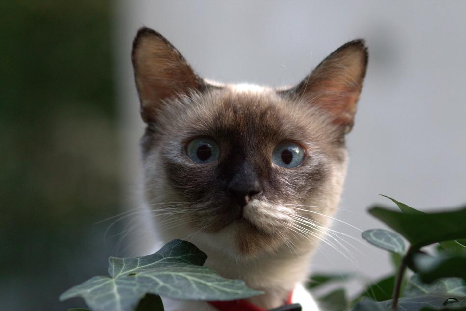 Burmese Cat face with Blue Eyes close up