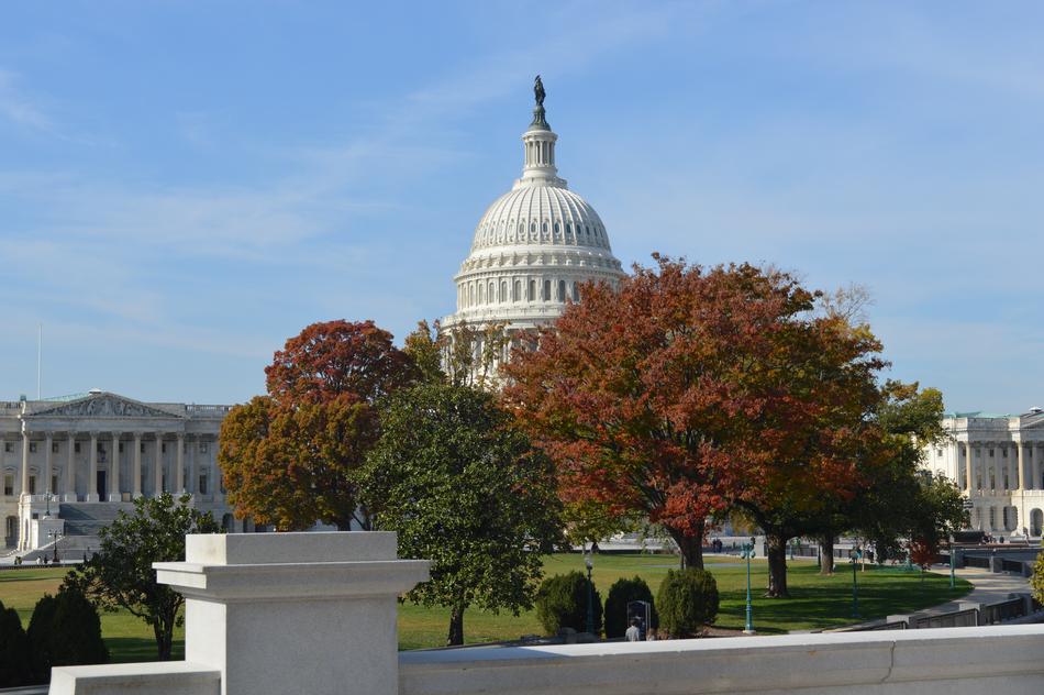 Capitol Washington and red tree