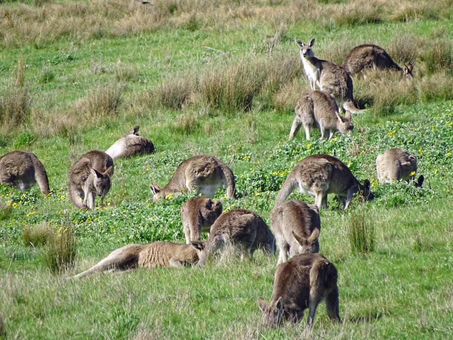 Kangaroo Mob Eastern Grey