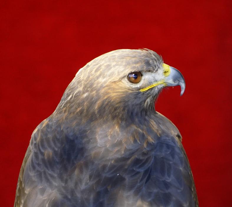Bird Of Prey portrait at red background, digital art