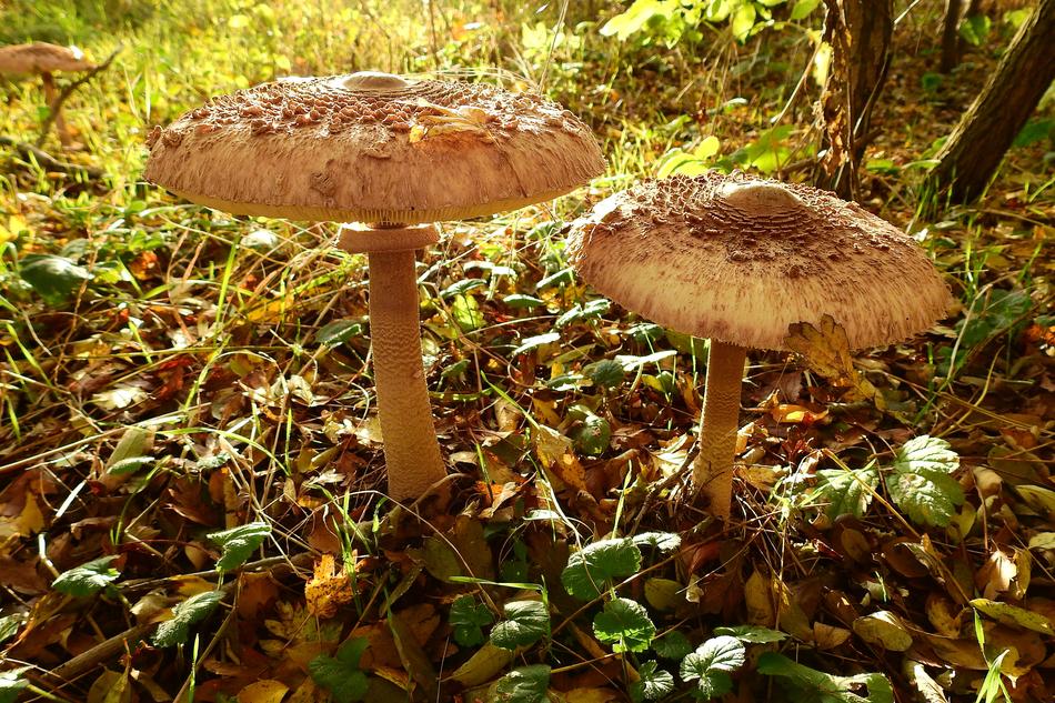 Mushrooms Owls Nature