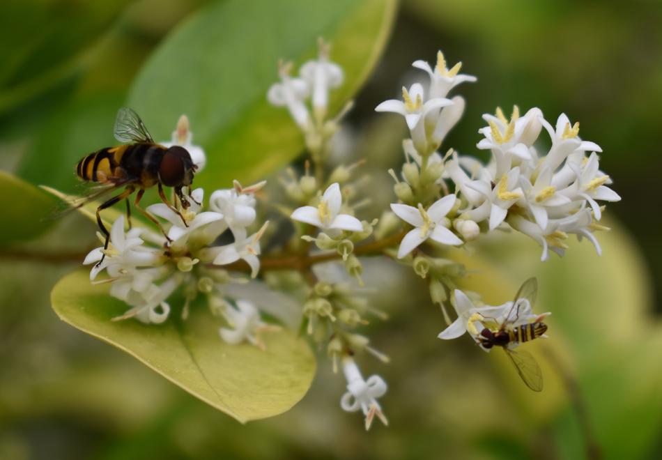bee in small flowers