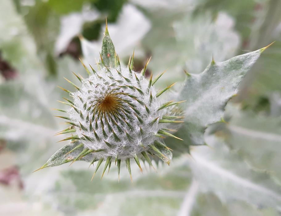 prickly wild flower
