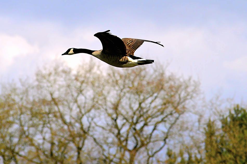 Canada Goose Wild