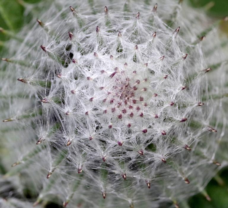 Burdock Flower Bur