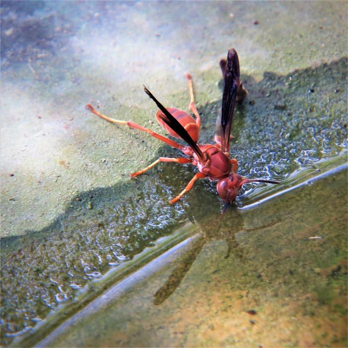 Wasp Red Insect