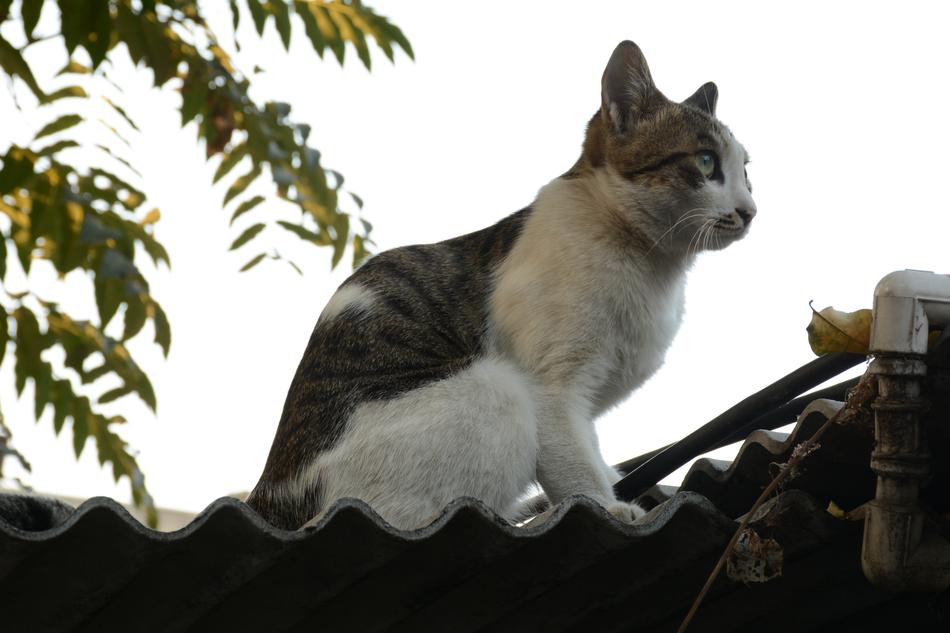 Cat Tabby Fat