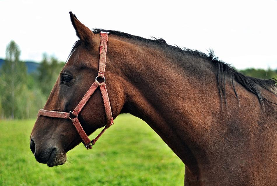 The Horse Animal Portrait Of A