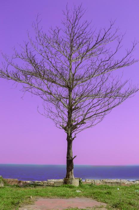 purple sky with trees