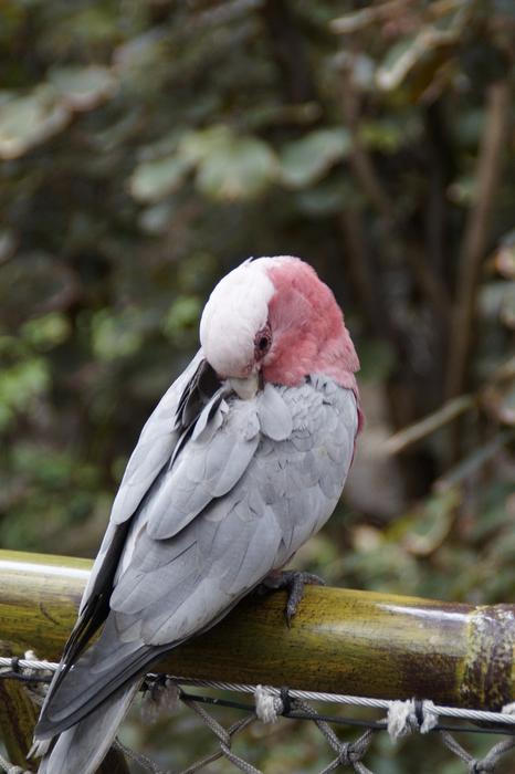 Galah Australia Cockatoo bird