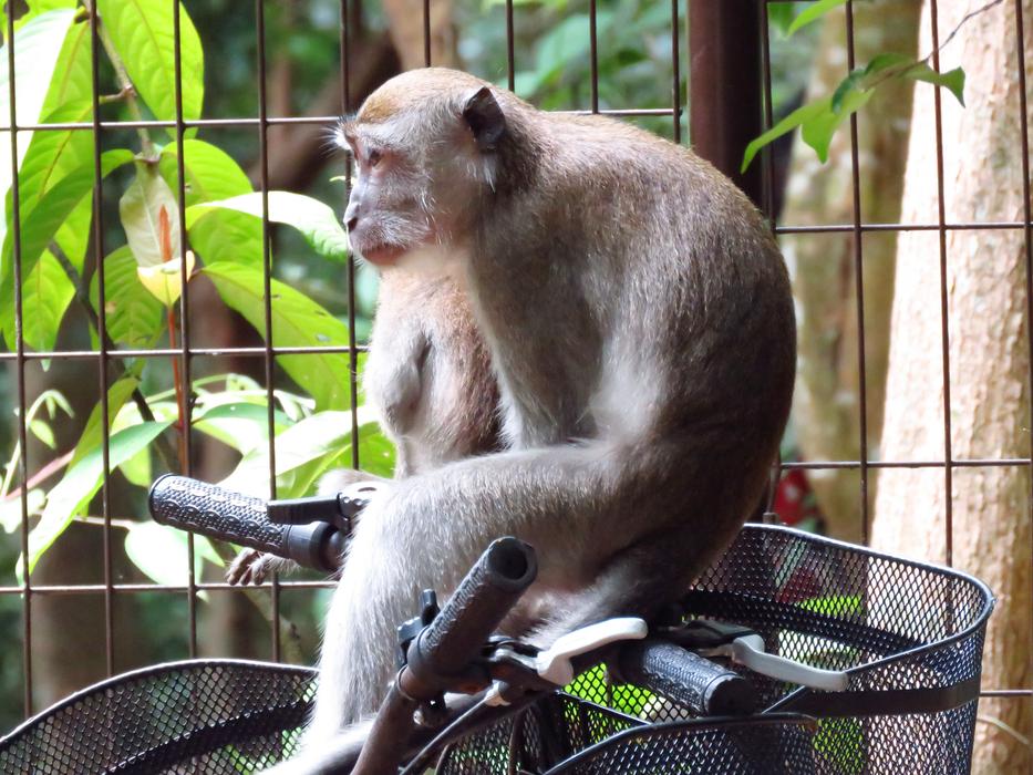 Naughty Monkey Bicycle