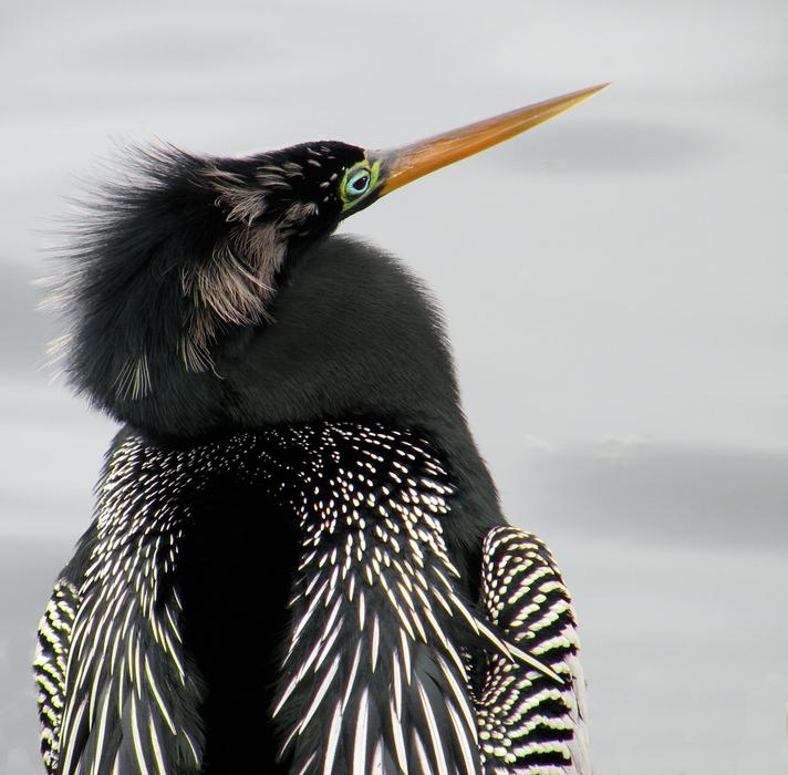 Anhinga Portrait Bird