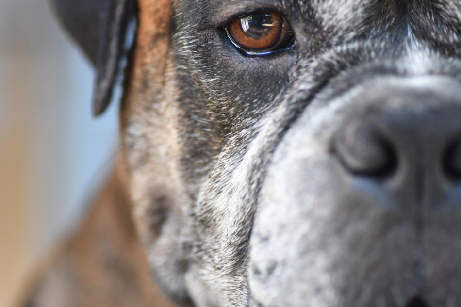 Winston Dog