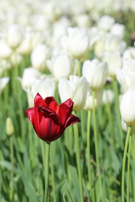 Tulip among white flowers