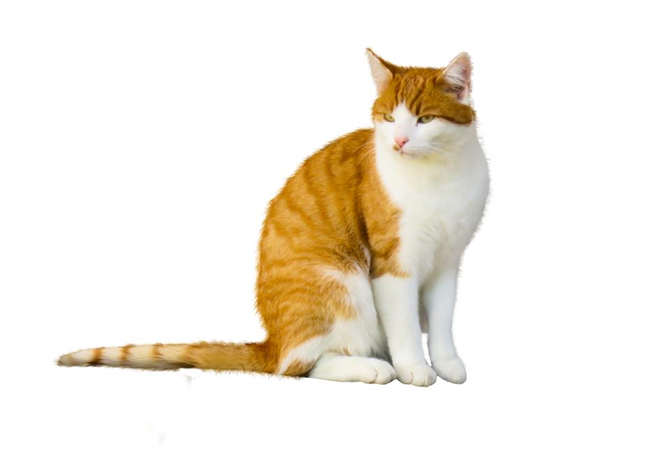 Animal Pet Cat
