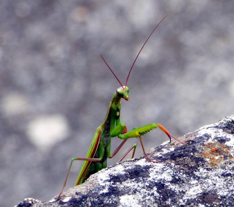 Insect Mantis Nature