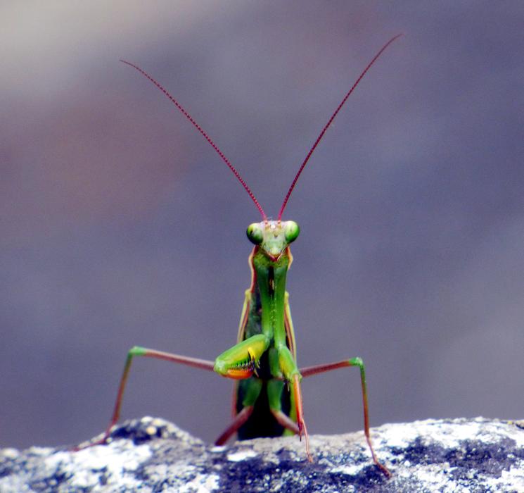 Insect Mantis Nature