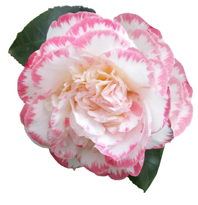 Flower Camellia Cut