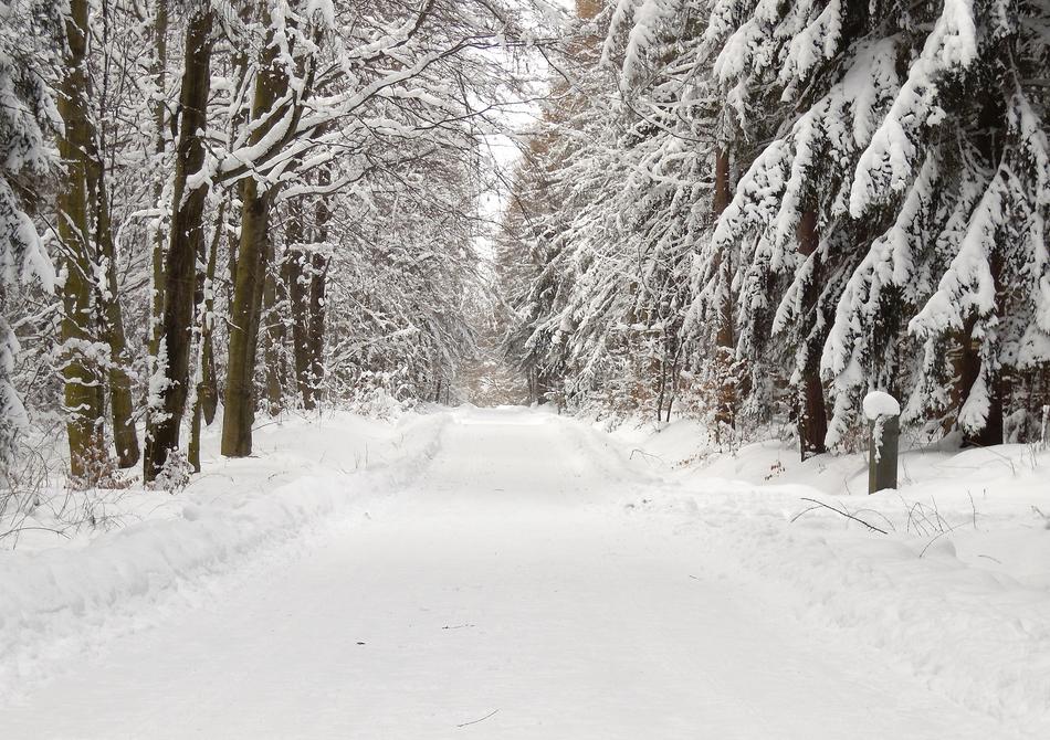 Forest Snow Winter