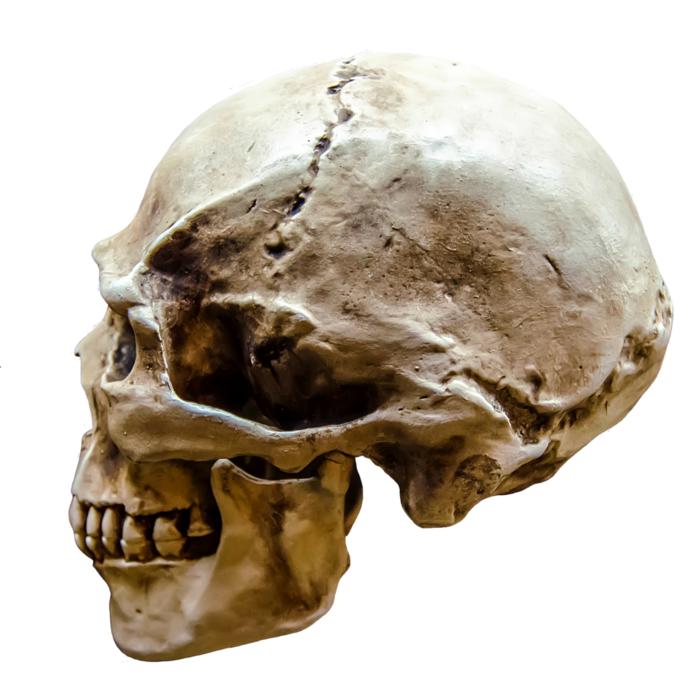 Profile view of the skull, with the cracks, at white background
