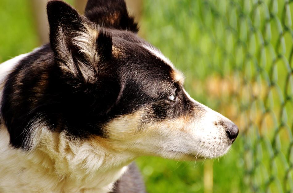 Dog Longing at wire Fence
