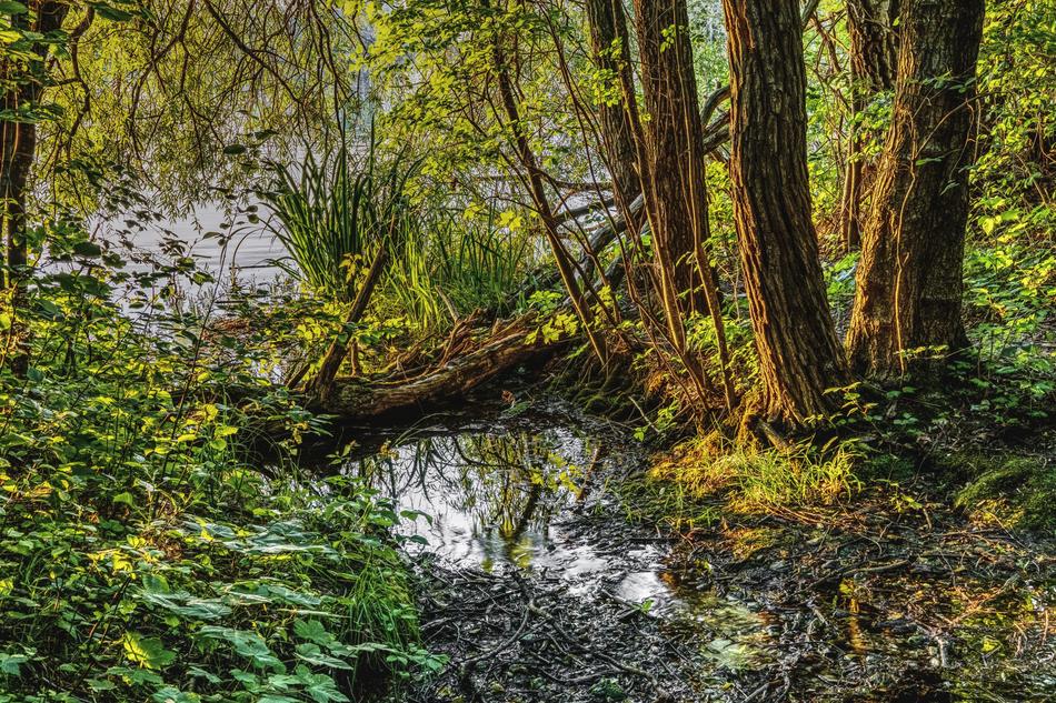 trees by the lake landscape
