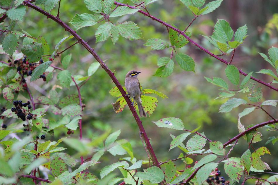 Honey Eater Bird