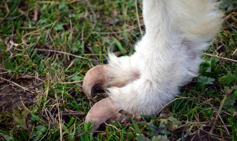 Alpaca Animal Claw