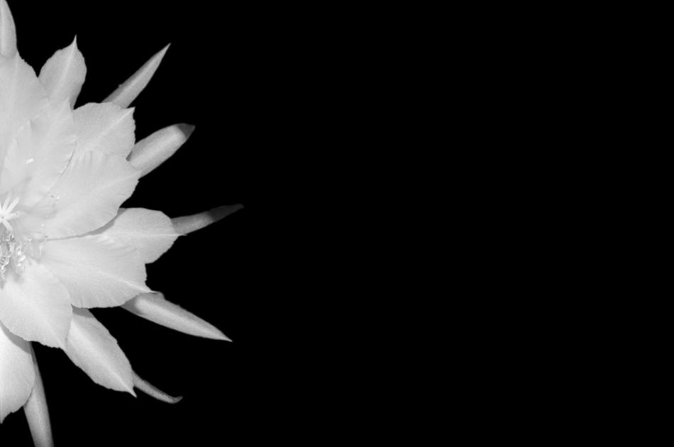 white flower on a black background fluffy