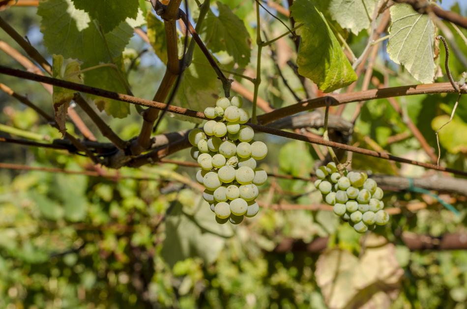 Vine Green Grapes Harvest