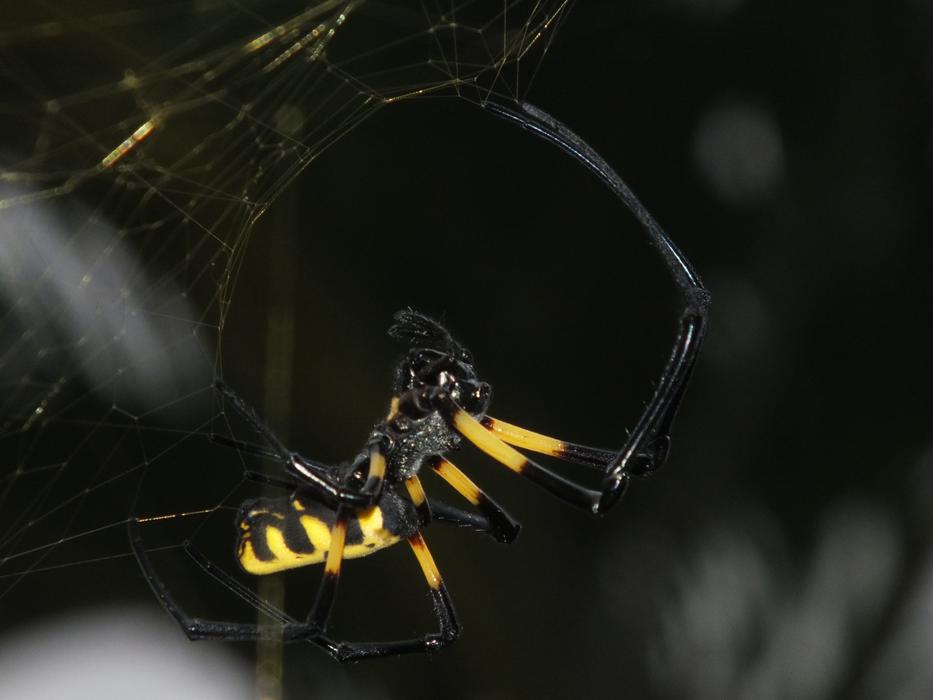 Insect Spider African