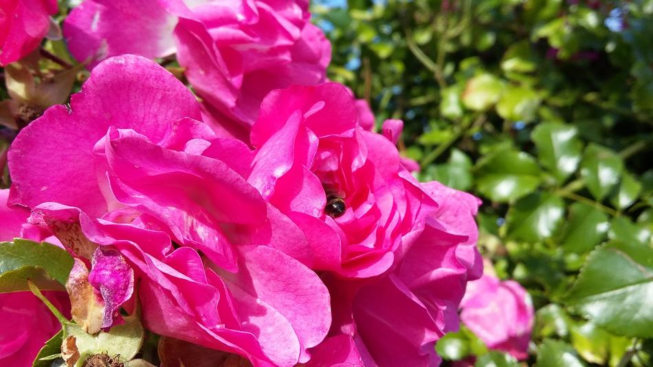pink bouquet of gorgeous flowers