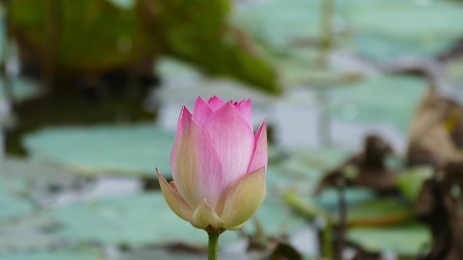 tender lotus