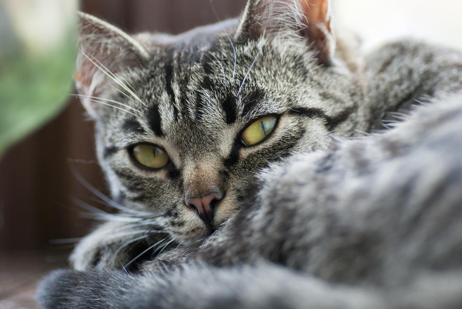 Cat Look Stripes