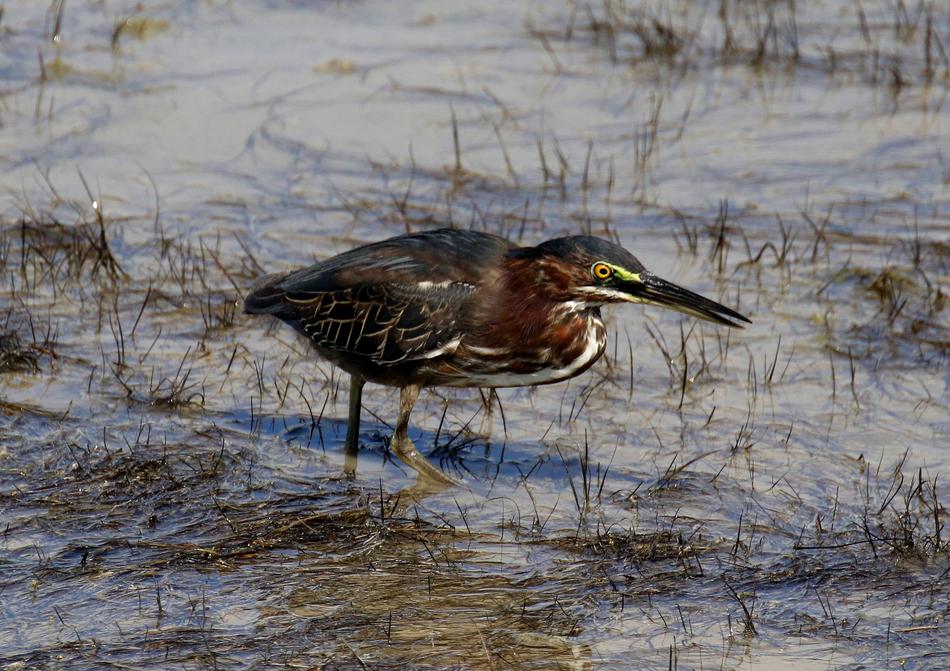 Cuba Bittern Water Bird
