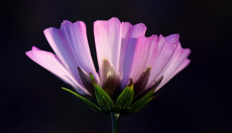 Opening flower on a black background