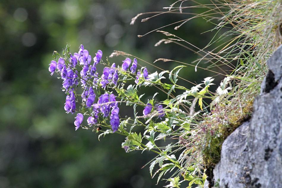 purple flowers on a rock