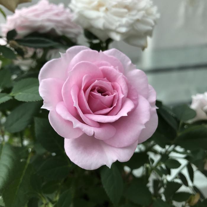 Rose Flower Plant