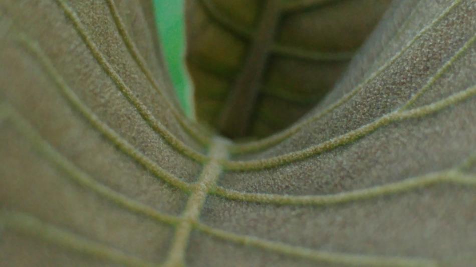 Grey Leaves Mesopodium Petiolus