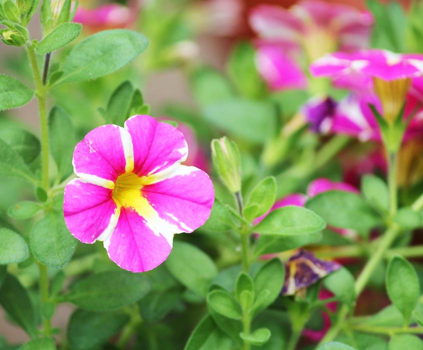 small flowers in the foliage in the garden view