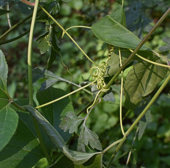 twisted plant on a stick
