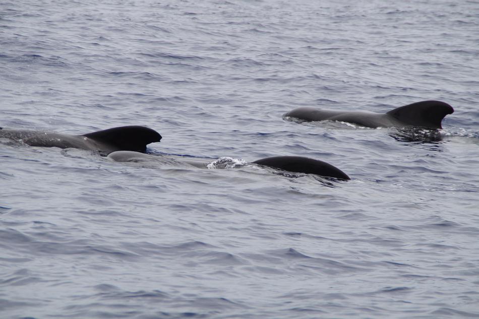dorsal fins of whales in ode close up