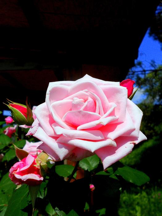 Rosa Rose Flower Pink