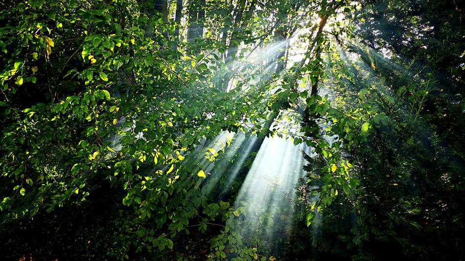 Nature Green Lichtspiel