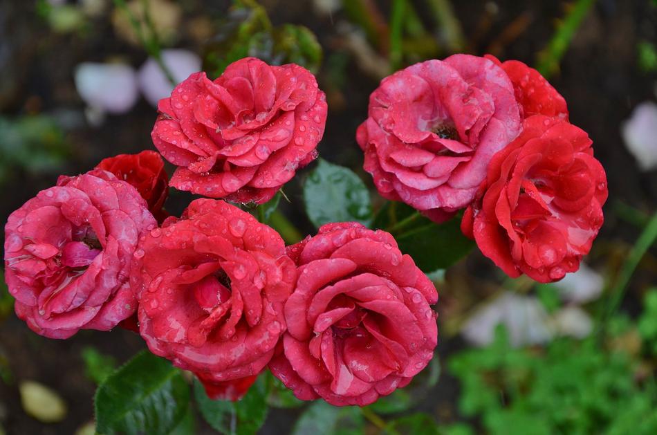 roses garden red
