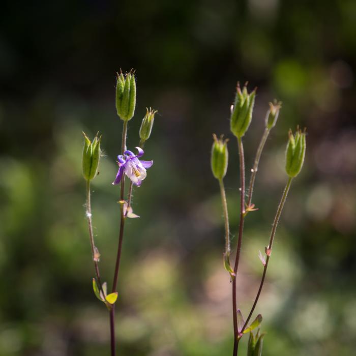wild little flowers