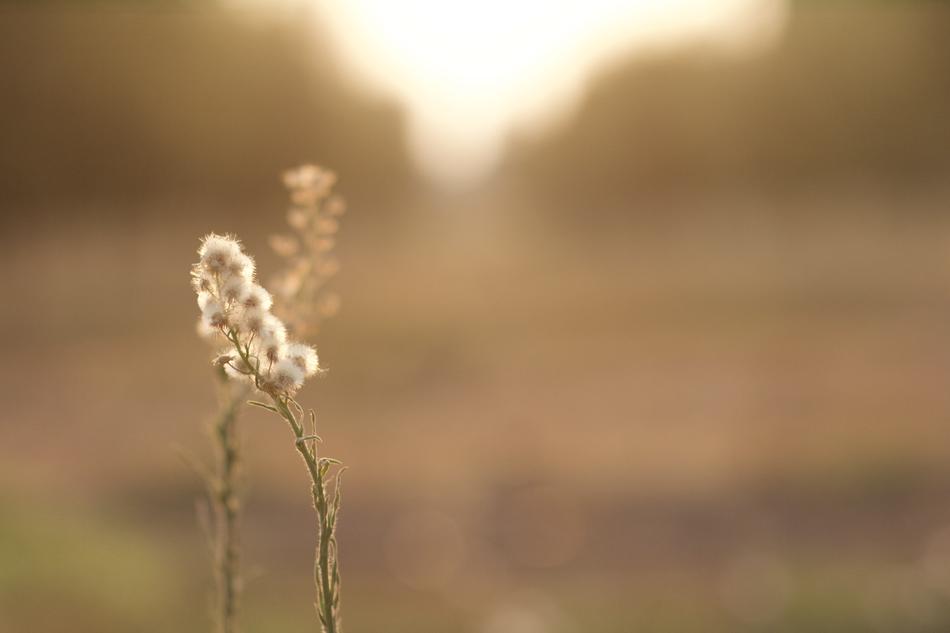 Fluffy pretty flowers in the field