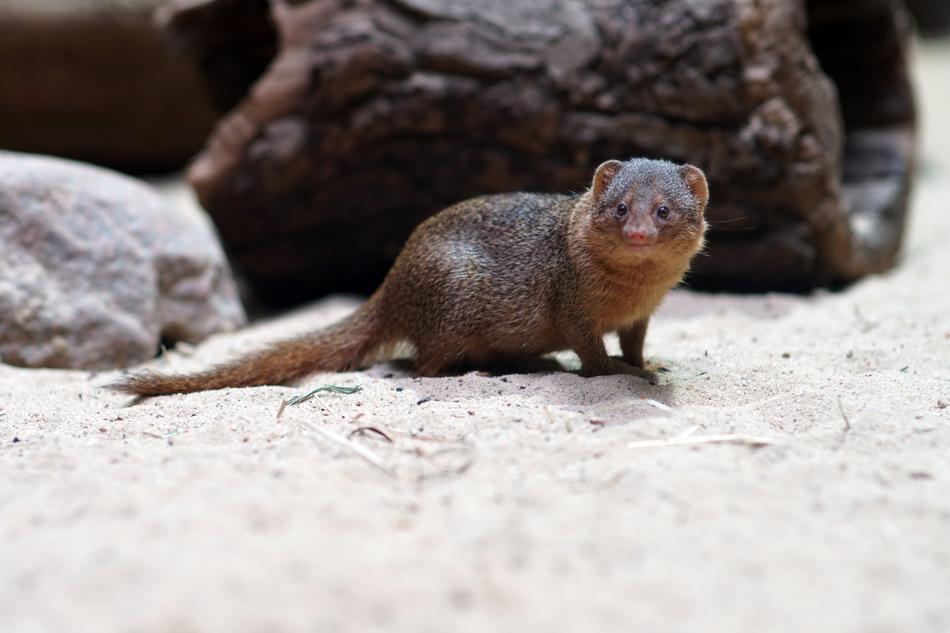 Zwergmanguste Zoo Animal