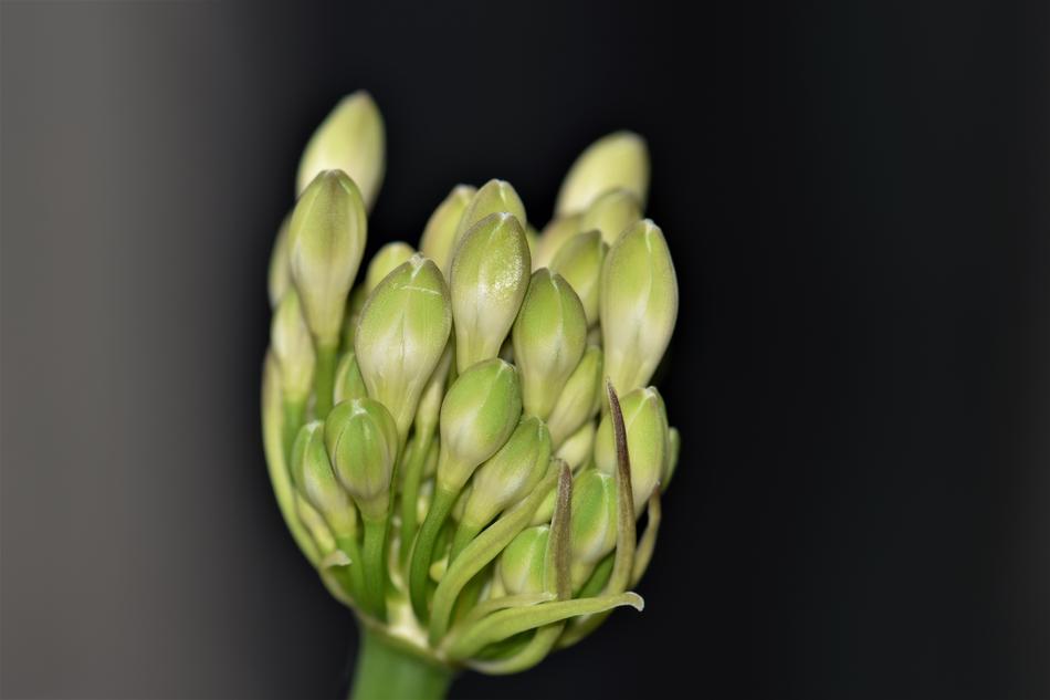 Agapanthus Flower Blossom