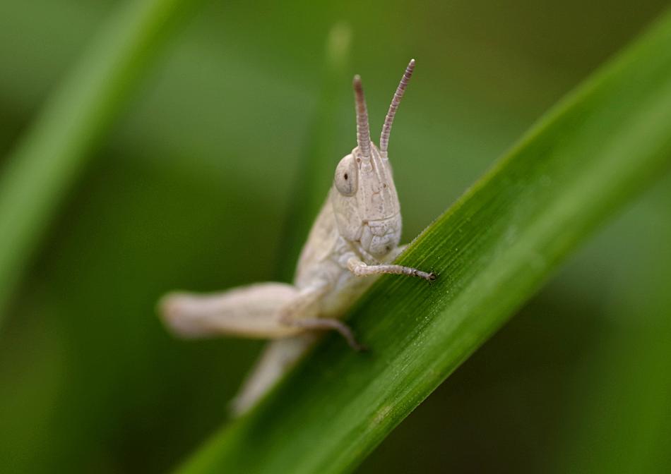Grasshopper Insect Tettigonia